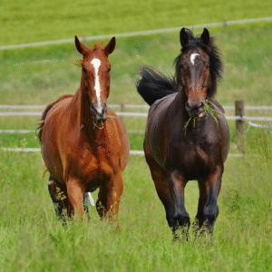 caballo pura sangre 5 años