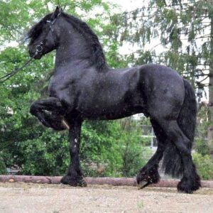 Solitario caballo Frision