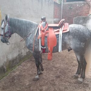 Caballo español de 5 años