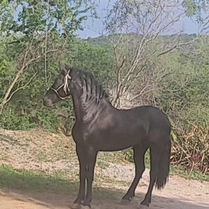 Caballo español con Frisian